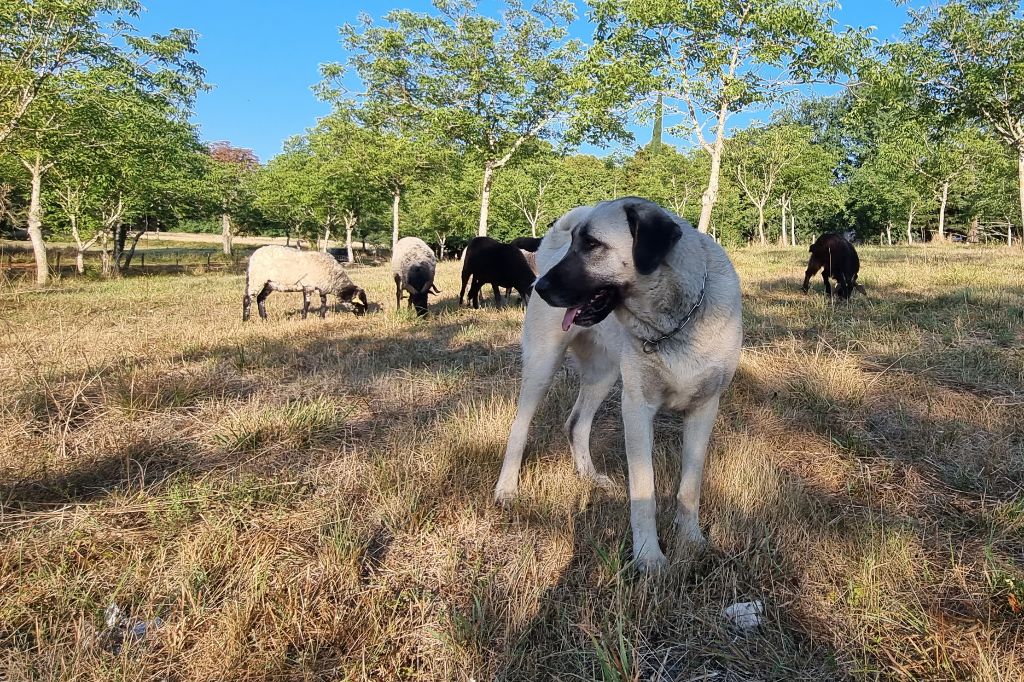 R'dzongkha The Legend Of Kangal